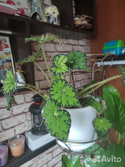 Комнатные растения цветы