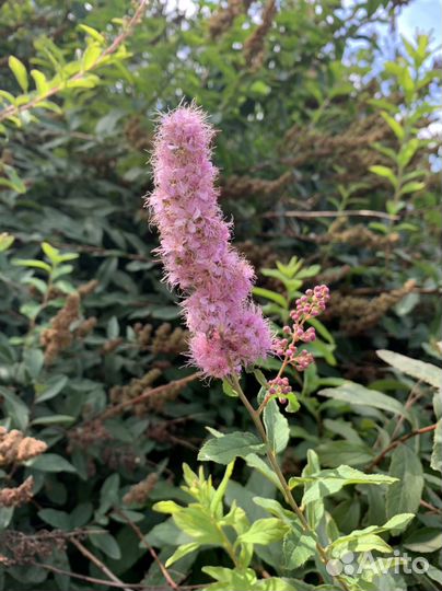 Спирея дугласа