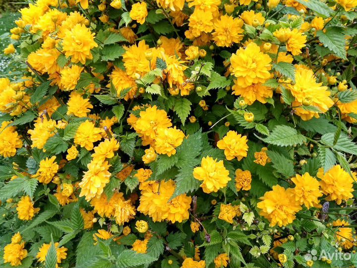 Керия японская