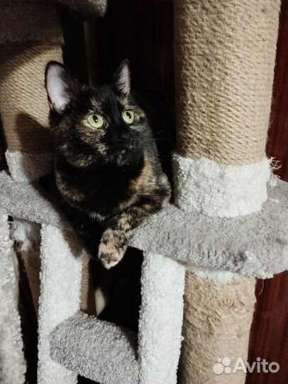 Кошка Гера в добрые руки