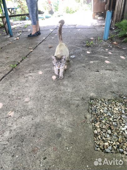 Отдам кота в добрые руки