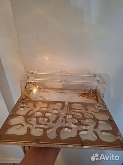 Муравьиная ферма без муравьев