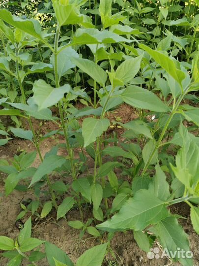 Топинамбур(клубни)(Многолетний)