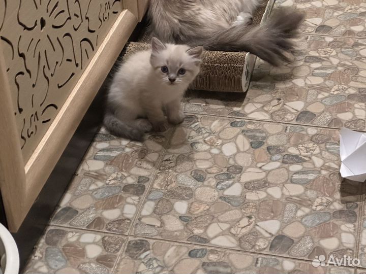 Котенок невской маскарадной