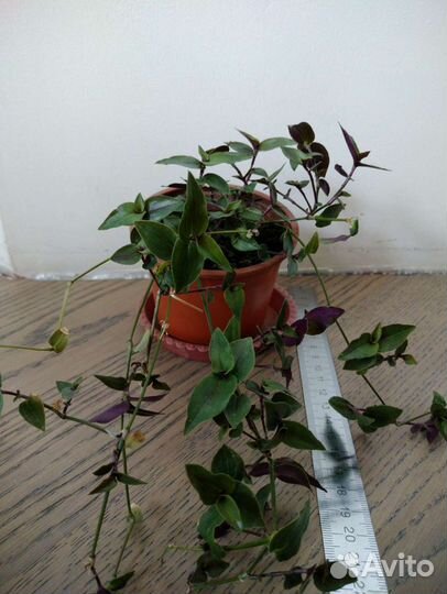 Вербена ампельная, традесканция, ипомея