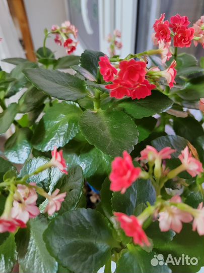 Каланхоэ детки