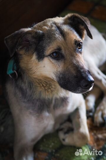 Добрая собака из приюта ищет дом