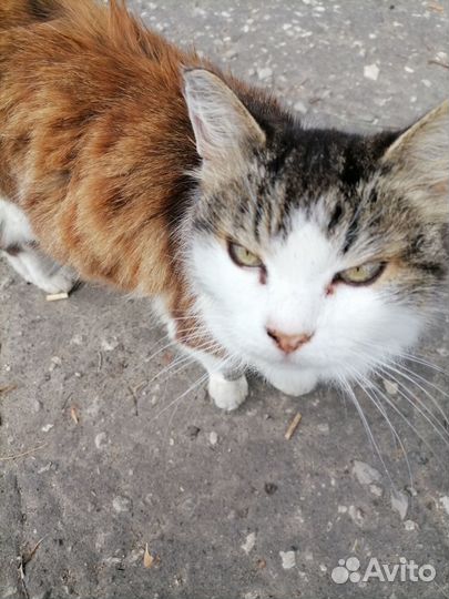 Кошечка в добрые руки