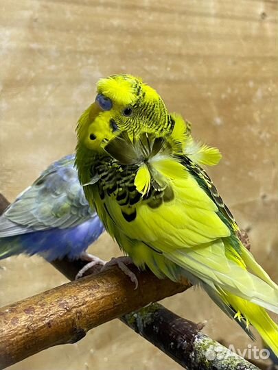 Попугай Хагоромо