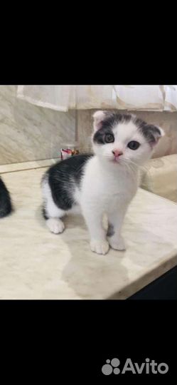 Шотландский кот вязка