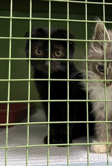 Вислоухий котенок в добрые руки