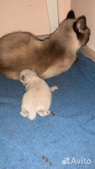 Меконгский бобтейл