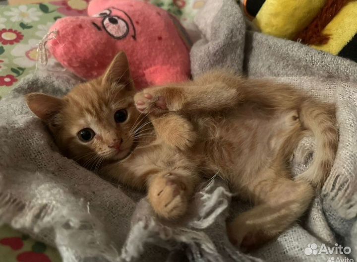 Рыжая девчушка