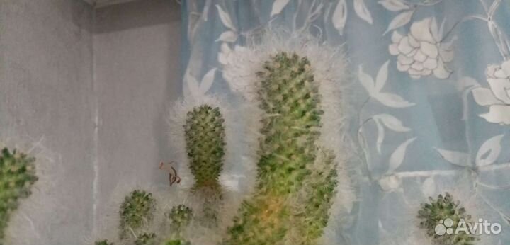 Кактус пушистик