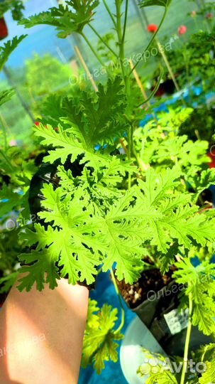 Пеларгония душистая