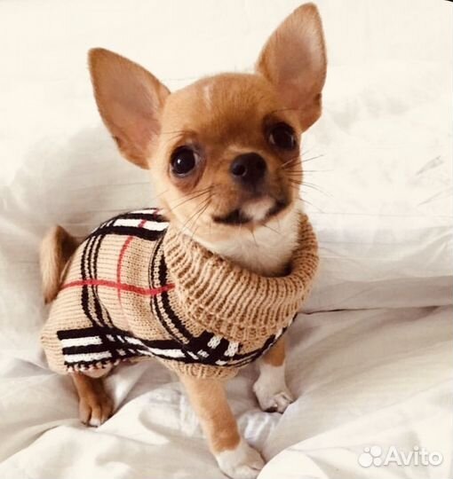 Чихуахуа мини