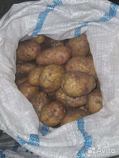 Продам картофель