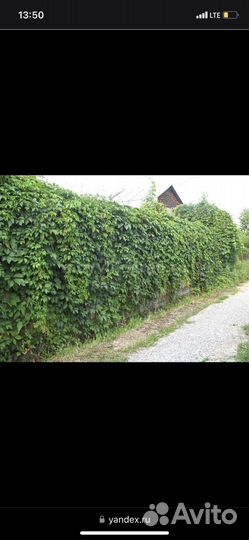 Семена дикого огурца