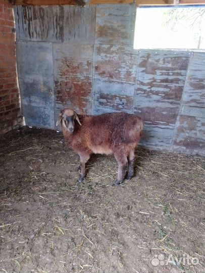 Гисарские бараны