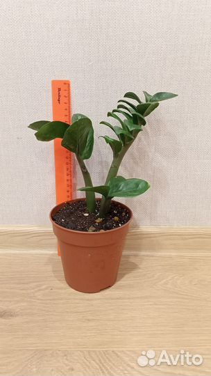 Замиокулькас зензи