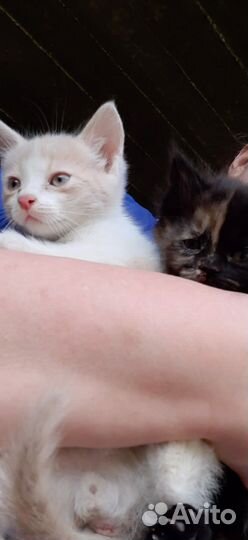 Мальчик 2 месяца