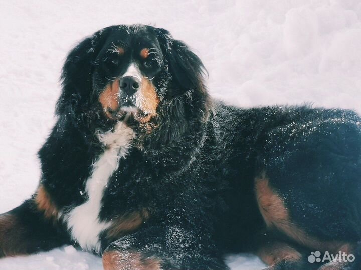 Бернский зенненхунд Вязка