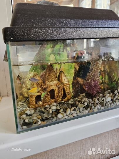 Аквариум с рыбками