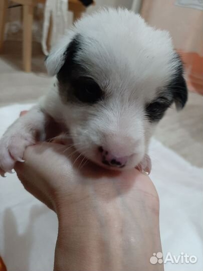 Щенки в хорошие руки