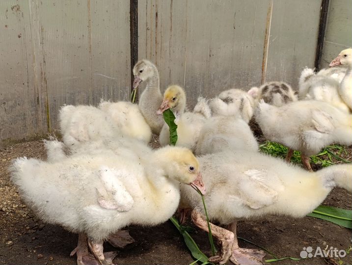 Гусята утята инкубационное яйцо