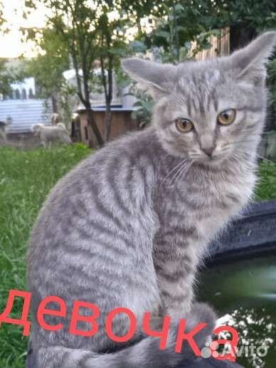 Бездомные котята