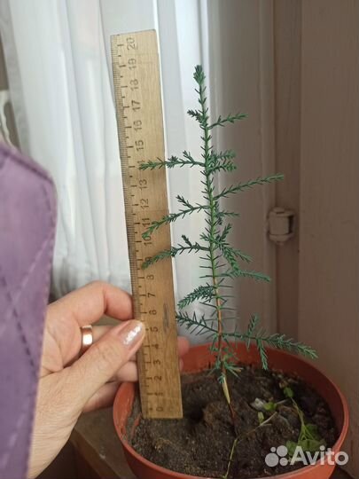 Пальма веерная, кипарис