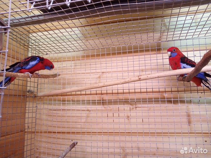 Попугай розелла