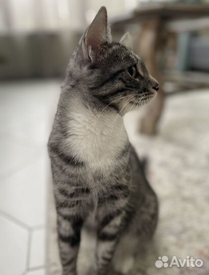 Кошки бесплатно