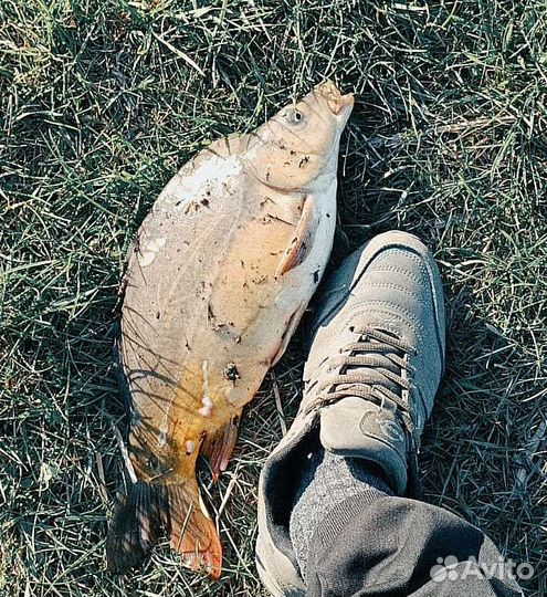 Платная рыбалка