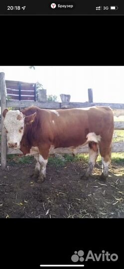 Быки на мясо