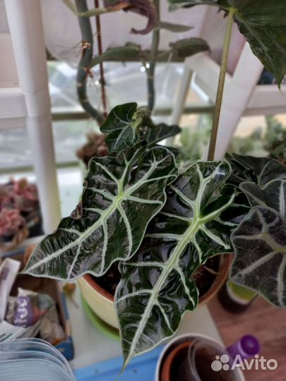 Алоказия полли