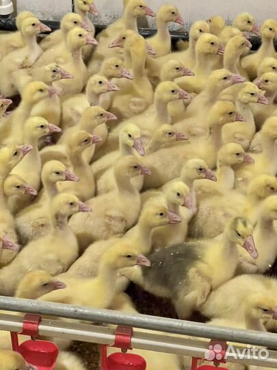 Гуси, утки,суточные, подрощенные