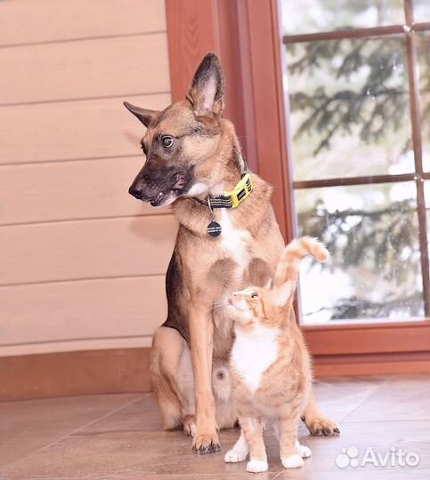 Отдаю собаку в добрые руки