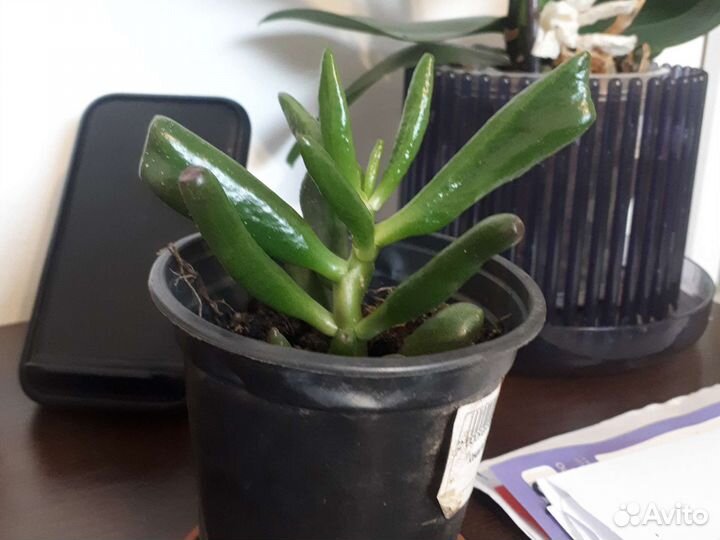 Толстянка-хоббит