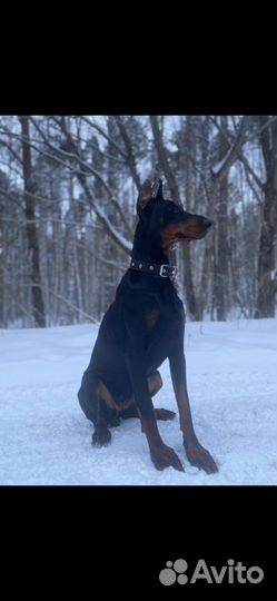 Щенки добермана