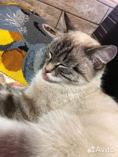Кошка
