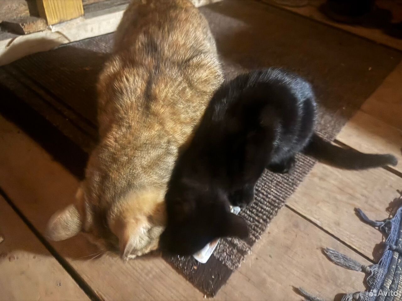 Котёнок в добрые руки, Кунгур