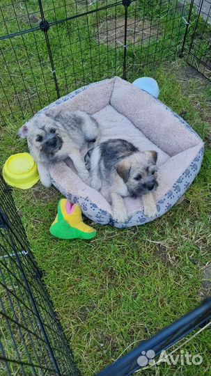 Одам в добрые руки