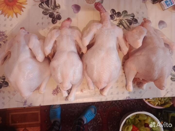 Мясо цыпленка бройлера домашнего