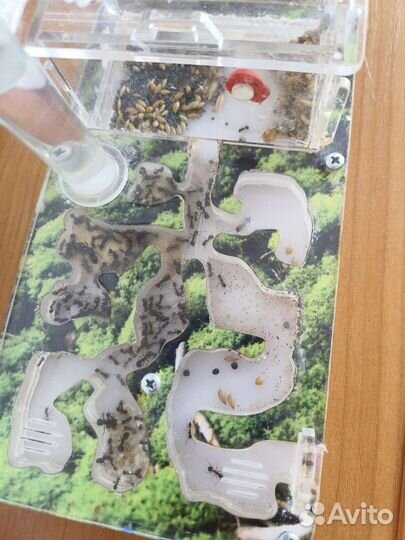 Муравьиная ферма с муравьями