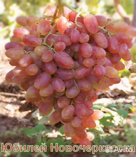 Саженцы винограда