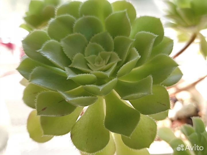 Суккуленты