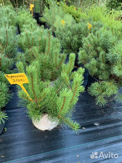 Сосна горная в ассортименте