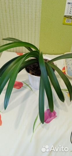 Комнатные цветы