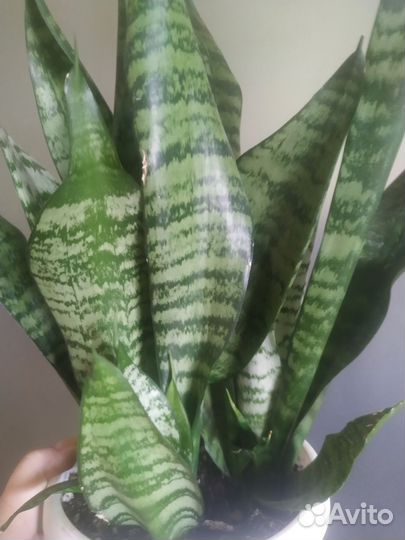 Сансевиерии